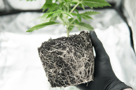 Beautiful roots of the marijuana plant. CBD in roots Marijuana. Roots In the hands of the grower. Macro healthy cannabis roots. Professional cannabis cultivation grow.の写真素材