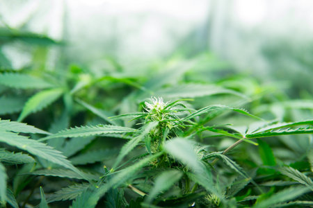 In door grow hemp. Legal Marijuana cultivation in the home. Medicinal indica with CBD. Cannabis at the beginning of flowering. Green background of leaves. Young cannabis plant.の写真素材