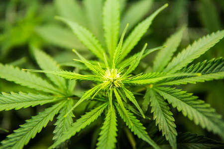 Legal Marijuana cultivation in the home. Medicinal indica with CBD. In door grow hemp. Green background of leaves. Cannabis at the beginning of flowering. Young cannabis plant.の写真素材