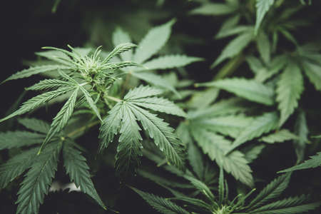 In door grow hemp. Medicinal indica with CBD. Young cannabis plant. Cannabis at the beginning of flowering. Legal Marijuana cultivation in the home. Northern light strain. Green background of leaves.の写真素材