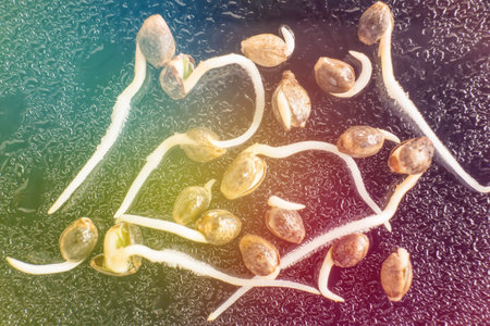 Sprouting cannabis seeds. Hovering Hemp. Cannabis seeds. close-up macro. Details Root on a black...