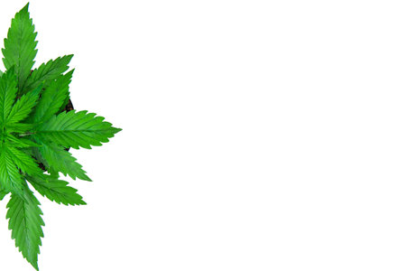 Top view. Cannabis on a white background isolate. Copy space . Indoor cultivation. Vegetation period. Cannabis Plant Growing. Beautiful background. Marijuana leaves.の写真素材