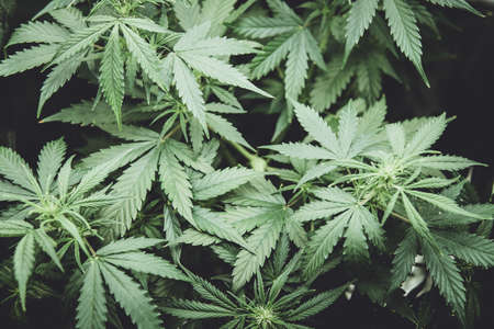 Cannabis at the beginning of flowering. Medicinal indica with CBD. Northern light strain. Legal Marijuana cultivation in the home. In door grow hemp. Green background of leaves. Young cannabis plant.の写真素材