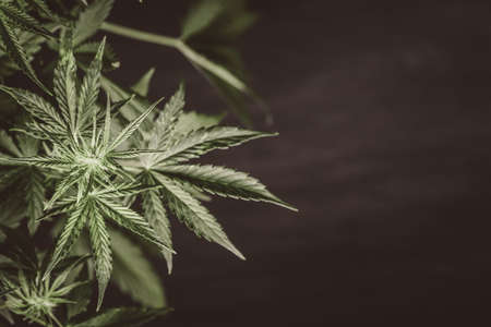 Beautiful background green cannabis flowers copy spaceの写真素材