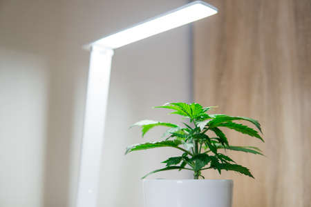 Cannabis Plant Growing. Vegetation period. Growing marijuana at home. Marijuana leaves. Close up. Indoor cultivation concept of growing under artificial light.の写真素材