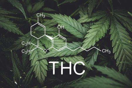 Green background of leaves. Young cannabis plant. Cannabis at the beginning of flowering. Northern...