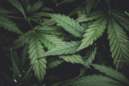 Green background of leaves. Young cannabis plant. Cannabis at the beginning of flowering. Northern light strain. Medicinal indica with CBD. In door grow hemp. Legal Marijuana cultivation in the home.の写真素材