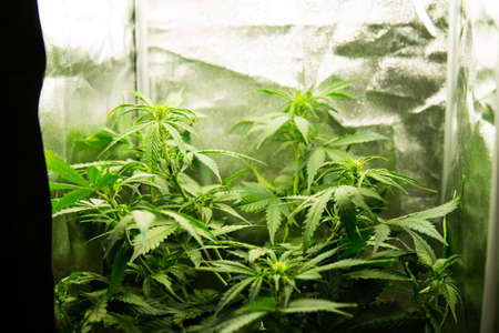 Young cannabis plant. Cannabis at the beginning of flowering. Medicinal indica with CBD. Northern light strain. Legal Marijuana cultivation in the home. In door grow hemp. Green background of leaves.の写真素材