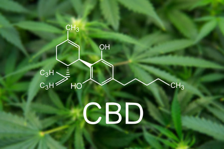 CBD Formula.  In door grow hemp. Green background of leaves. Young cannabis plant. Legal Marijuana...