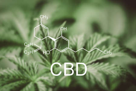 Marijuana leaves, cannabis on a dark background, beautiful background, indoor cultivationの写真素材