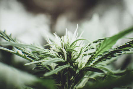 In door grow hemp. Legal Marijuana cultivation in the home. Cannabis at the beginning of flowering. Young cannabis plant. Green background of leaves. Medicinal indica with CBD.の写真素材