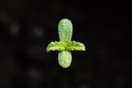 A small plant of cannabis seedlings. Seedling in the ground in the sun, The stage of vegetation...