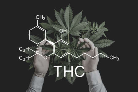 THC formula, Tetrahydrocannabinol . despancery business. CBD and THC elements in Cannabis, Growing Marijuana, cannabinoids and health, Hemp industry, medical marijuana,の写真素材