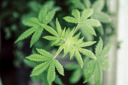 cannabis plant on a black background, marijuana plants, a top view.の写真素材