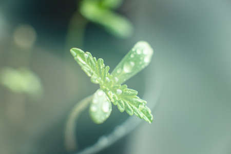 A small plant of cannabis seedlings. Top view . The stage of vegetation hemp. Seedling in the ground in the sun, cultivation in an indoor marijuana.の写真素材