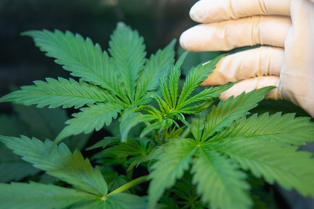 vegetation marijuana plants, marijuana leaves, green background, CBD in hemp, Growing indica...