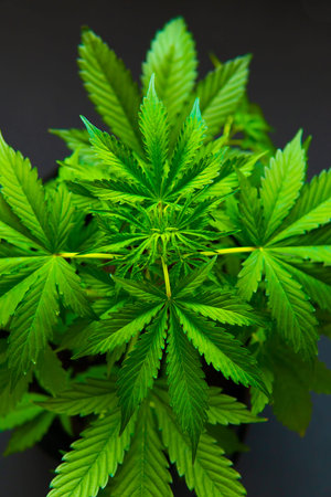 background green, hemp CBD, cultivation cannabis, marijuana vegetation plants, Growing cannabis...