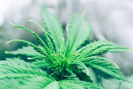 Cannabis grow operation. Macro shot. Marijuana business. Hemp flower Indoor growing. Planting cannabis. Home Grow legal Recreational Marijuana.の写真素材
