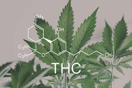THC formula, Tetrahydrocannabinol . medical marijuana, Hemp industry, despancery business. CBD and THC elements in Cannabis, Growing Marijuana, cannabinoids and health,の写真素材