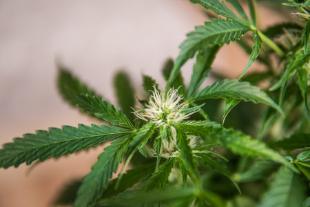 Grow weed indoor. top view flower macro shot of a marijuana. Beginning of the flowering period hemp....