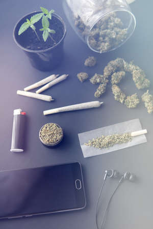 Cannabis seedling on a black background. close up. Hemp weed indoor grow. Marijuana cultivation concept. light leaks color tones vertical shotの写真素材