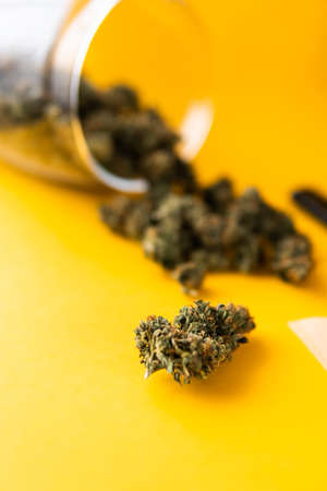 Cannabis buds in hand on yellow background Background for Copy space. Blunt and Lighters. Herb grinder Fresh marihuana. CBD and THC on buds in cannabis. Hemp legalisation. Close up.の写真素材