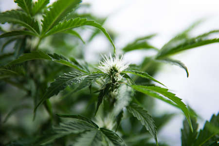 Grow weed indoor. Beautiful flower a cannabis. top view flower macro shot of a marijuana. Beginning of the flowering period hemp.の写真素材