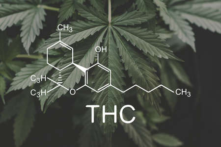 THC formula, Tetrahydrocannabinol . cannabinoids and health, Hemp industry, CBD and THC elements in Cannabis,Growing Marijuana, medical marijuana, despancery business.の写真素材