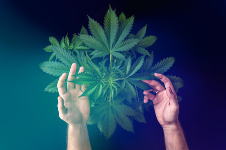 marijuana vegetation plants, Growing cannabis indica, marijuana leaves, background green, hemp CBD, cultivation cannabis, light leaks color tones top viewの写真素材