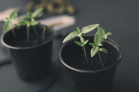 Hemp weed indoor grow. close up. Cannabis seedling on a black background. Marijuana cultivation concept.の写真素材