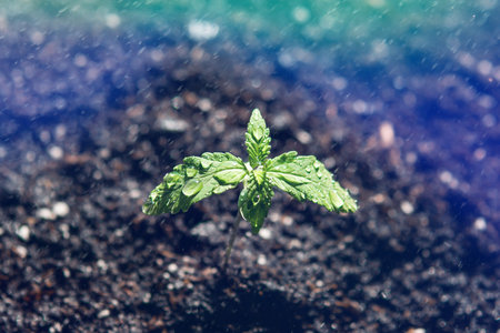 A small plant of cannabis seedlings. The stage of vegetation hemp. Seedling in the ground in the...