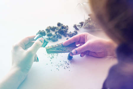 Cannabis use concept. Woman rolling a marijuana blunt on white background. Close up of marijuana blunt with grinder. Woman preparing and rolling marijuana cannabis joint. Color toningの写真素材