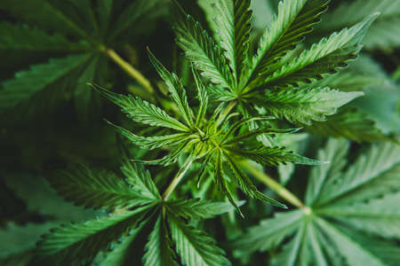 cultivation cannabis, hemp CBD, Growing cannabis indica, background green, marijuana leaves, marijuana vegetation plants,の写真素材