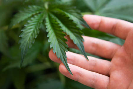 Growing cannabis indica, marijuana leaves, hemp CBD, background green, cultivation cannabis, marijuana vegetation plants,の写真素材