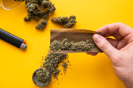 Cannabis buds in hand on yellow background Background for Copy space. Hemp legalisation. Fresh marihuana. Top view.. Blunt and Lighters. CBD and THC on buds in cannabis.の写真素材