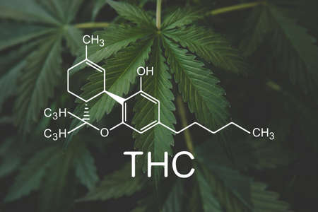THC formula, Tetrahydrocannabinol . cannabinoids and health, medical marijuana, Hemp industry, CBD and THC elements in Cannabis,Growing Marijuana, despancery business.の写真素材