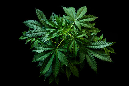 Growing cannabis indica on black background, cultivation cannabis, marijuana leaves, marijuana...
