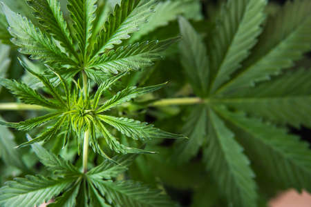 Growing cannabis indica, marijuana leaves, cultivation cannabis, background green, marijuana vegetation plants, hemp CBD,の写真素材