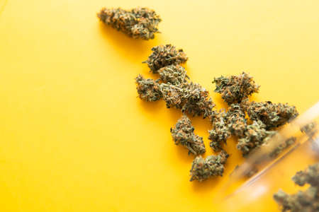Cannabis buds on yellow background. Hemp legalisation . CBD and THC on buds in cannabis. Top view. Background for Copy space. Fresh marihuana.の写真素材