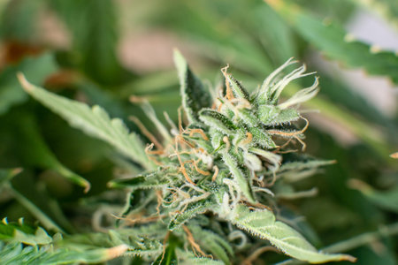 medicinal marijuana cbd thc. Macro shot with sugar trichomes. Indica and Sativa medical universities...