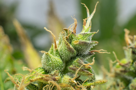 Marijuana bud close up. Indica flower. CBD THC in Pot. Macro trichomes cannabis. Fresh green weed In...