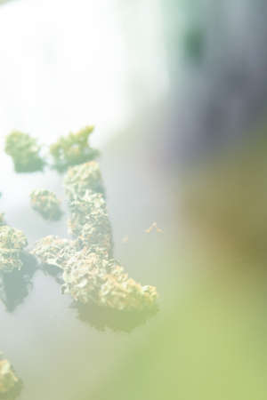 CBD and THC on buds in cannabis. Herb grinder Fresh marihuana. Blunt and Lighters. Cannabis buds in hand on black background Background for Copy space. Close up.の写真素材