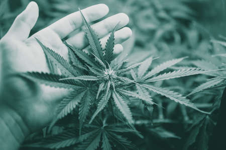 Growing cannabis indica, Growing cannabis indica, background green, hemp CBD, top view marijuana vegetation plants, marijuana leaves, cultivation cannabis, green tonedの写真素材