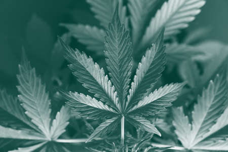 cultivation cannabis, hemp CBD , marijuana vegetation plants, background green , marijuana leaves, top view Growing cannabis indica , green tonedの写真素材