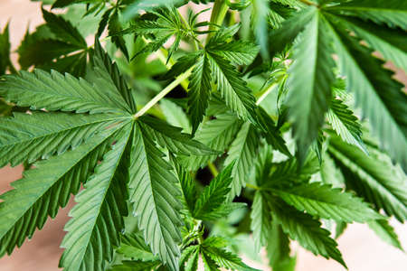 Growing home cannabis indica, marijuana vegetation plants, hemp CBD, background green cultivation cannabis, marijuana leaves,の写真素材