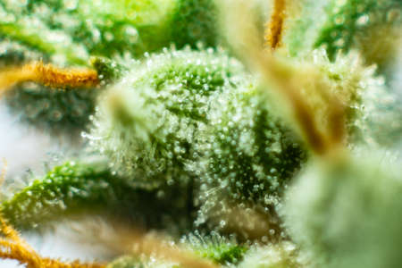 Marijuana bud close up. Indica flower. Fresh green weed In details. CBD THC in Pot. Macro trichomes cannabis.の写真素材