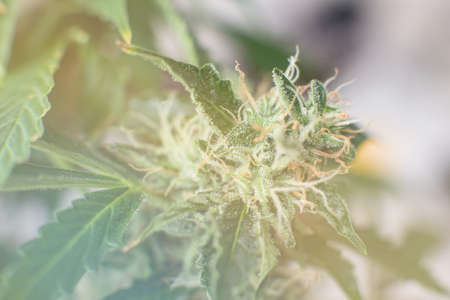 Indica and Sativa medical universities Cannabis bud. medicinal marijuana cbd thc. Concepts of legalizing herbs weed. buds grown cannabis in the house.の写真素材