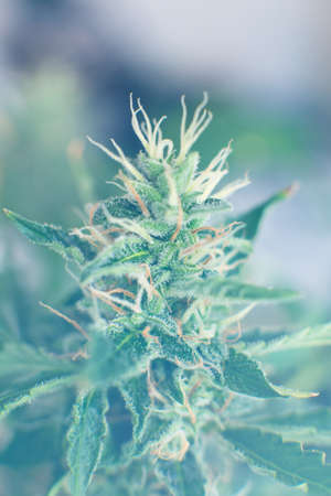 medicinal marijuana cbd thc. buds grown cannabis in the house. Macro shot with sugar trichomes. Bud cannabis before harvest. Indica and Sativa medical universities Cannabis bud.の写真素材