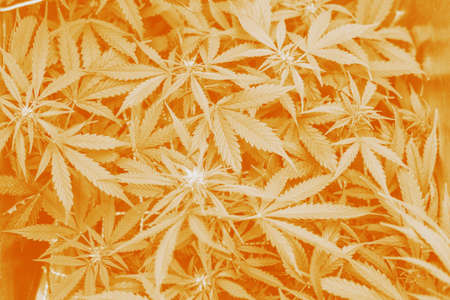 marijuana leaves, Growing cannabis indica, cultivation cannabis, hemp CBD, marijuana vegetation plants top view, background green,の写真素材