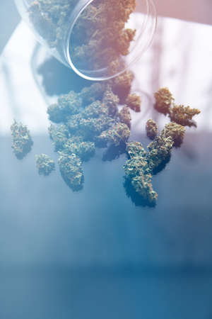 Herb grinder Fresh marihuana. Close up. Cannabis buds in hand on black background Backgroundの写真素材